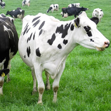 Load image into Gallery viewer, Otties Flavoured Farm Yoghurt