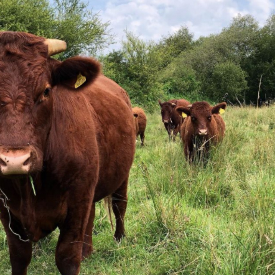 Test Valley Devons Cows grazing on land at West Down in Chilbolton, Hampshire