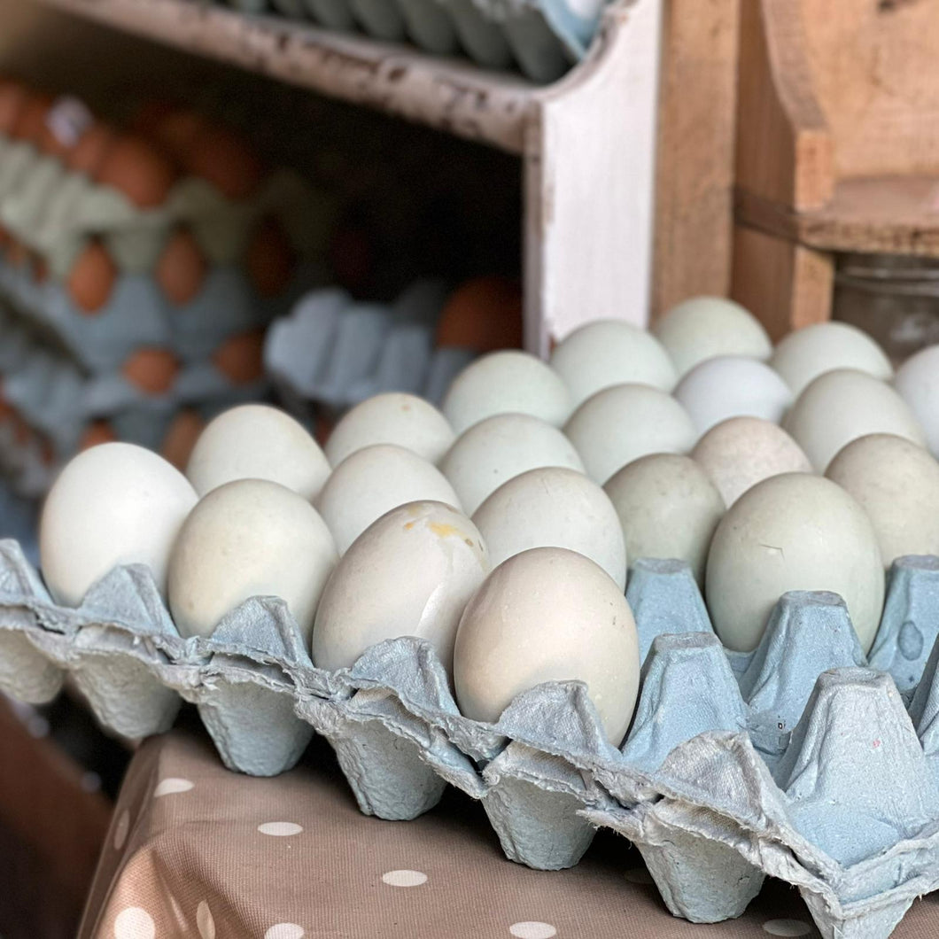 Fresh Hampshire Duck Eggs