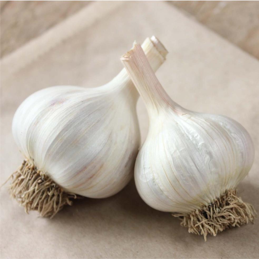 Garlic Bulbs