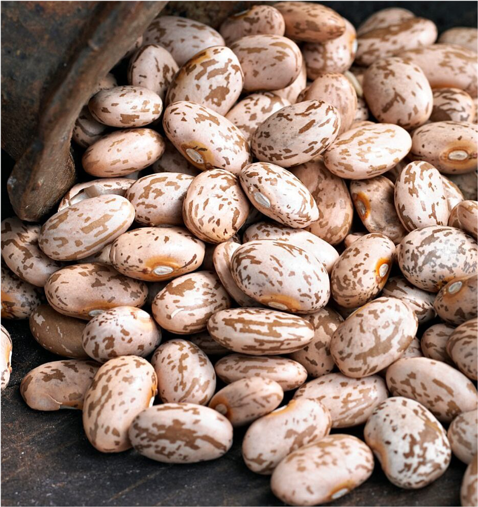 Pinto Beans